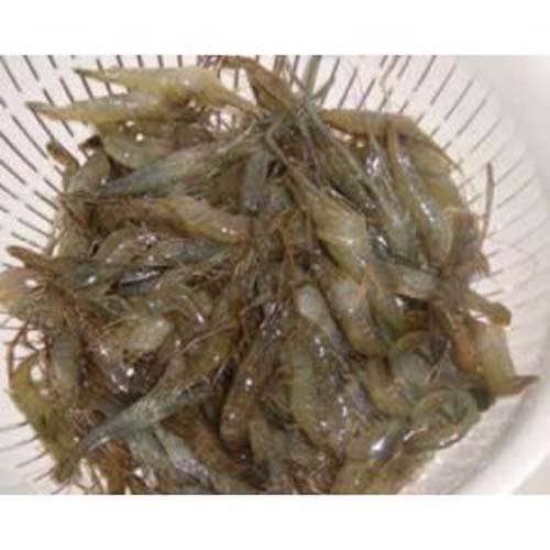 米虾的饲养与食用知识