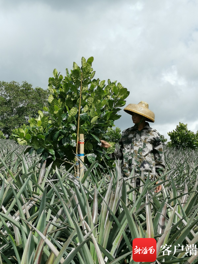 万宁600亩菠萝地套种菠萝蜜新型生态模式初获成功