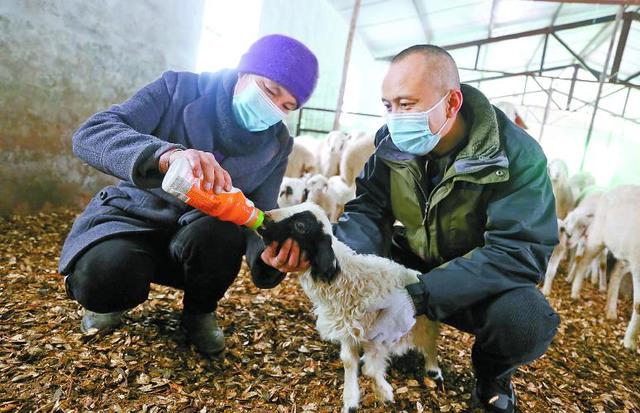 天山南北春羔生产过半 小羊撑起大产业