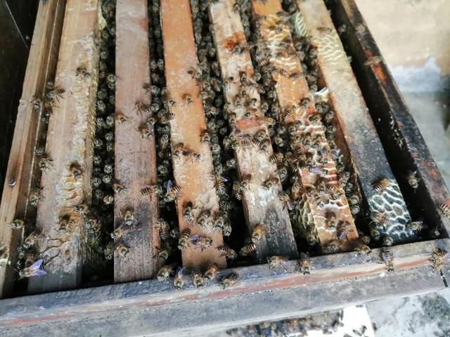 中蜂养殖：蜂窝内里有蟑螂、蚂蚁、壁虎是有利还是有害