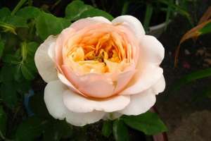 欧洲玫瑰养殖(喜欢月季花，就避不开欧月，什么是欧月？它与国月有什么不同？)