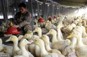中国肉鸭养殖论坛(肉鸭苗价格是多少钱一只？2019年养殖什么品种好？)