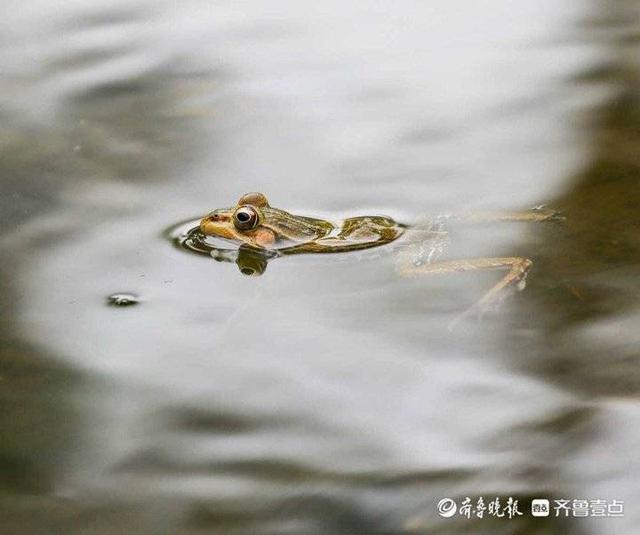 情报站｜呱呱呱！济南大明湖表情丰富的青蛙，每张都能萌化你