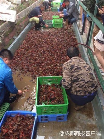 吃小龙虾的季节又来了 ！四川养殖人推出生物养殖