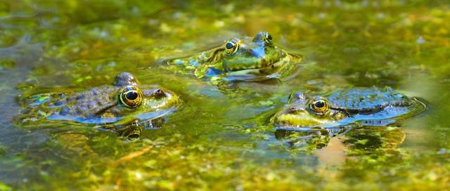 研究表明：雌性青蛙会“装死”，只为逃避积极的配偶