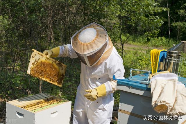 如何饲养蜜蜂？怎样做才能成功收获蜂蜜？您一生的养蜂指南来了
