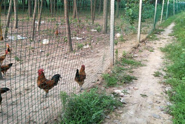 山地养鸡现状，及发展措施，想要提高经济效益不难