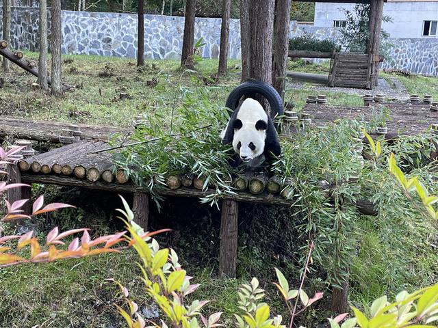 李后强：苏东坡遇见过大熊猫么？
