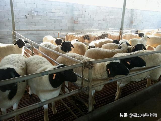 小尾寒羊种羊春夏秋冬四季养殖繁殖技术，杜波羊种羊养殖可以参考