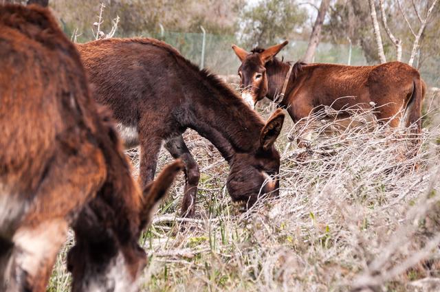 养殖肉驴，想利用好草料，就要了解相关知识，提高饲料利用率