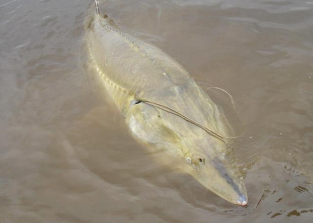 寿命100多年重达1吨，淡水鱼中的“皇帝”鲟鳇鱼，居住在黑龙江