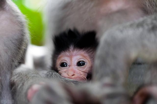 实验猴的饲养管理有哪些讲究