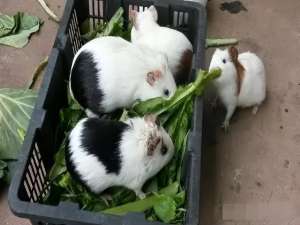 荷兰猪养殖方法(贵州茗阳农业谈一谈豚鼠养殖技巧)
