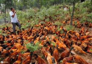 三黄鸡养殖利润(在农村创业，养5000只散养肉鸡，一年赚十几万，还去打工吗)
