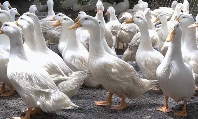 随着养鸭业不断发展，养殖规模急剧增加，鸭场该如何疫病防控？