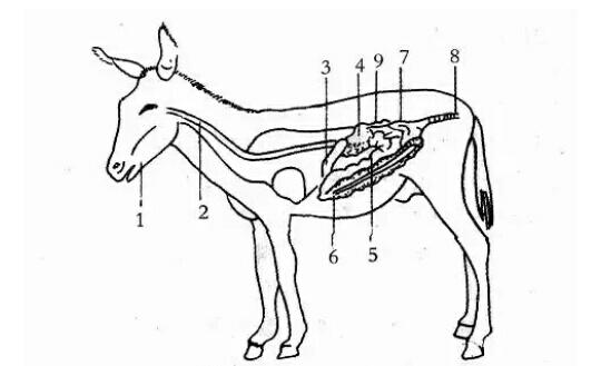 养殖肉驴，想利用好草料，就要了解相关知识，提高饲料利用率