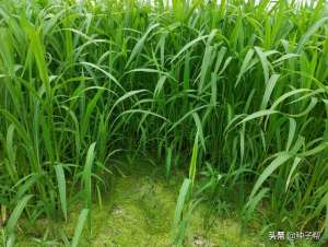 养殖用草(水产养殖，种草是关键，鱼、虾、蟹爱吃的小米草，是怎么种植的？)