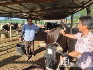 中国水牛养殖(网络媒体看鹤城｜龙江和牛：规模化饲养闯出致富“牛”路子)