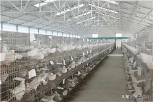 白羽王肉鸽养殖(适合新手养的肉鸽品种有什么？)