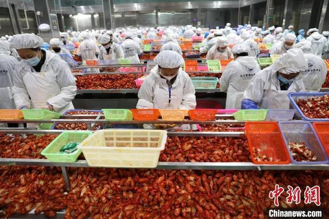 江西小龙虾养殖面积249万亩 综合产值达300亿元