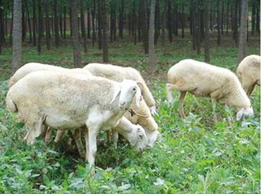 小尾寒羊引种养殖应注意的问题和注意事项！
