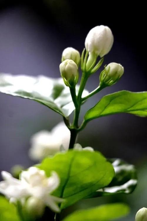 养茉莉花的3个技巧，枝叶旺盛油绿发亮，不断绽放芳香浓郁