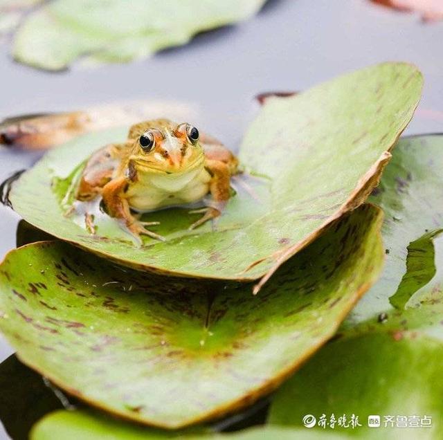 情报站｜呱呱呱！济南大明湖表情丰富的青蛙，每张都能萌化你