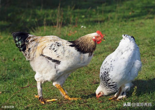 养鸡秘诀：一分钟看懂维生素C在养鸡中的4大用法