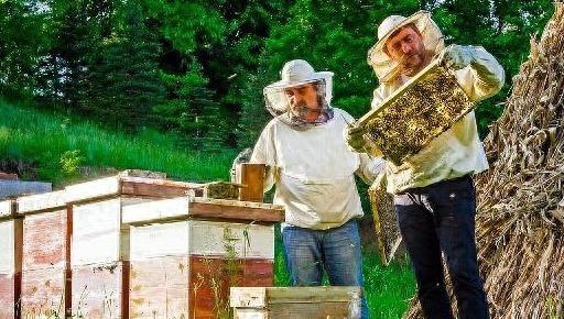 蜜蜂养殖秘籍：提升技术，快速入门！