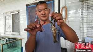 山东哪里有养殖龙虾(新疆喀什：戈壁滩上养出澳洲淡水龙虾)