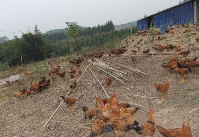 山地养鸡现状，及发展措施，想要提高经济效益不难