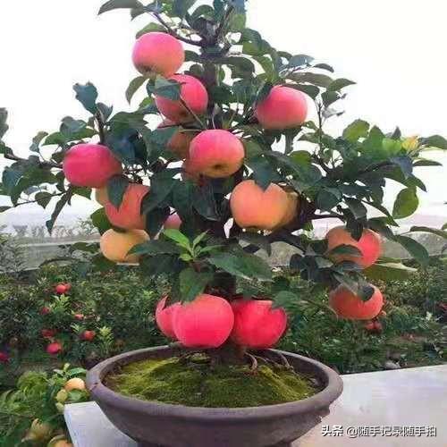 苹果盆栽的养殖方法和注意事项