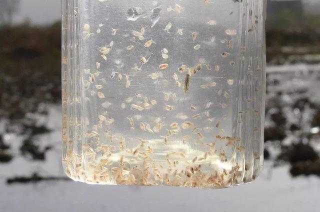 水蛛(水蚤)的高产培育：小苗最适口天然饵料，对水花育苗至关重要