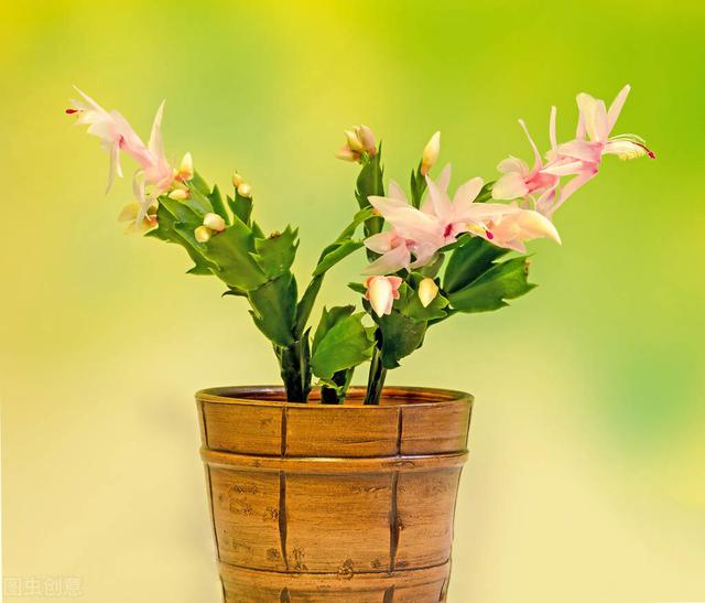 常见花草种植方法：蟹爪兰，康乃馨，牡丹花，荷花