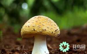 红菇可以养殖吗(常见食用菌种类有哪些？)