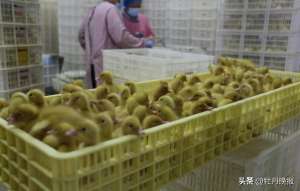 潍坊大雁养殖(日出鸭苗10万只、带动300多名村民就业菏泽一村庄让“小鸭子”长成为大产业)