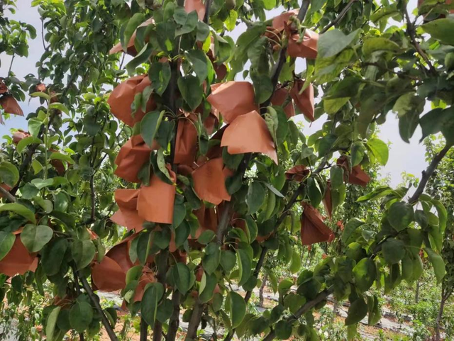 立体种植促增收 梨树下一颗颗辣椒苗枝繁叶茂