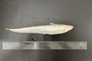 黄河刀鱼养殖(一网3条，最长34厘米，几乎绝迹刀鲚出来了黄河禁渔成效显著)