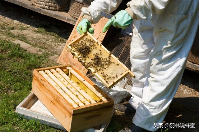 如何饲养蜜蜂？怎样做才能成功收获蜂蜜？您一生的养蜂指南来了