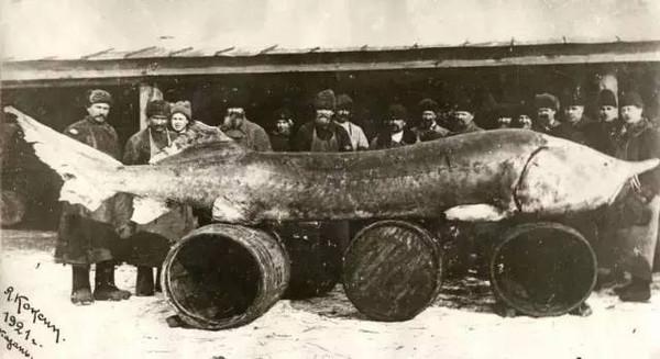 寿命100多年重达1吨，淡水鱼中的“皇帝”鲟鳇鱼，居住在黑龙江