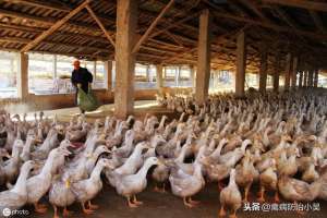 鹅鸭养殖(肉鸭养殖掌握这几个技术，鸭子不仅节省饲料，还能多长肉)