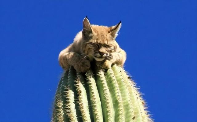 毒蛇食肉！沙漠猫如何生存？