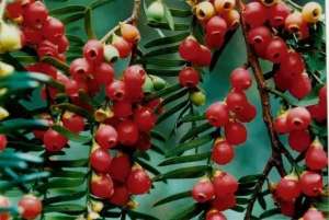 红豆杉树怎么养殖(红豆杉盆景的鉴赏与养护管理)
