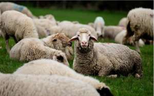 肉羊养殖技术操作规程(从羊圈到餐桌：肉羊养殖如何保障食品安全和质量？)
