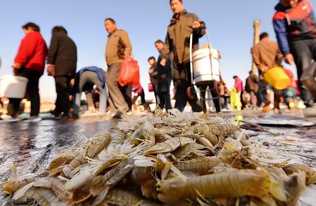 烟台一海滩边现大量蝼蛄虾，市民：捡了几百只，美味难挡！