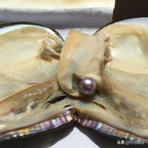 淡水河蚌养殖(淡水珍珠蚌如何繁育？其养殖技术要点有哪些？)