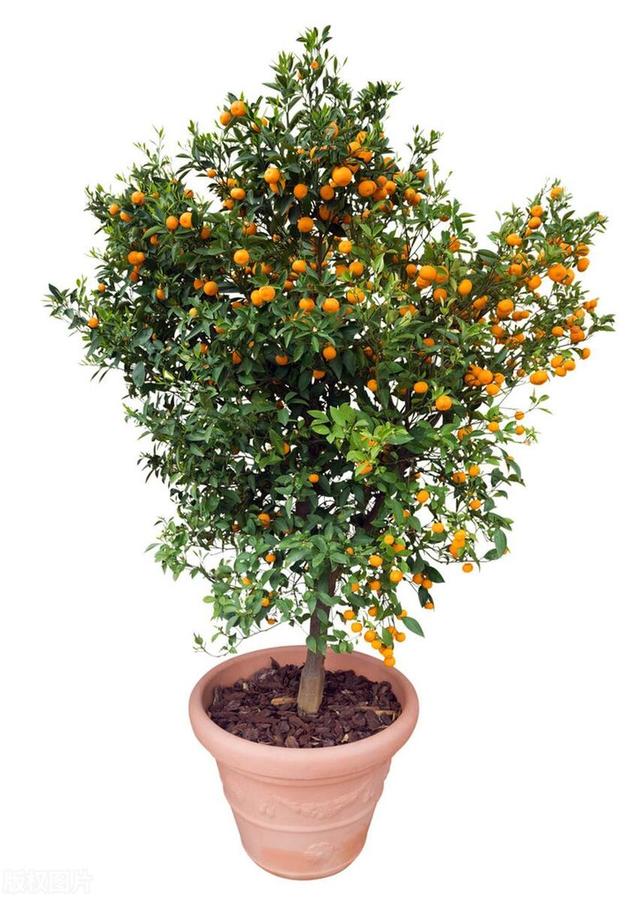 橘子树盆栽，一结果满树金灿灿，日常如何养，容易果实累累