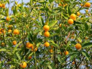 金桔树盆栽养殖(橘子树盆栽，一结果满树金灿灿，日常如何养，容易果实累累)