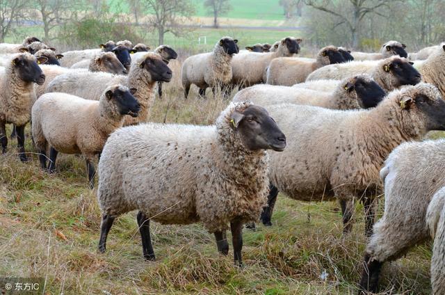 农户养羊快速出效益的有效方法！