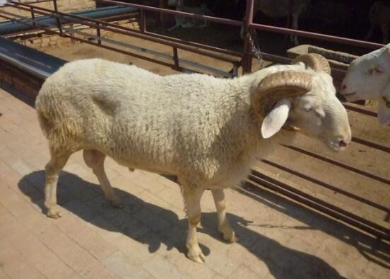 小尾寒羊引种养殖应注意的问题和注意事项！